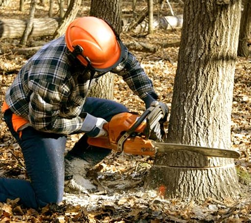 Tree Removal in Burnet, TX